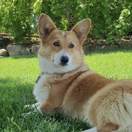 Minnie - Pembroke Welsh Corgi