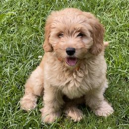 Goldendoodle Puppies from Coal Country Doodles