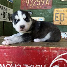 Baxter - Black and white male Siberian Husky puppy in Burnsville, North Carolina from Peterson Puppies