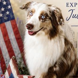 Bentlee - Miniature Australian Shepherd