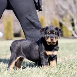 Rottweiler Puppies from Maniac Kennels
