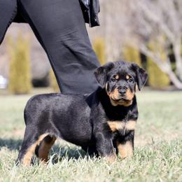 Rottweiler Puppies from Maniac Kennels