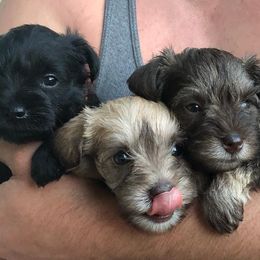 Miniature Schnauzers from Sweet as Syrup Schnauzers