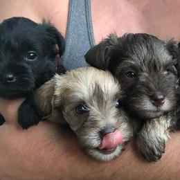 Miniature Schnauzers from Sweet as Syrup Schnauzers