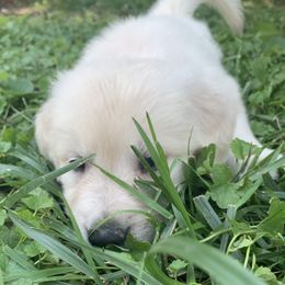 Golden Retriever Puppies from Nina's Golden hour
