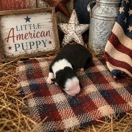Girl 7 - Black tri female Miniature Australian Shepherd puppy in Doddridge, Arkansas from Huddleston Farm