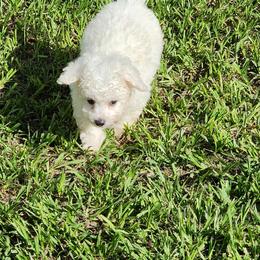 Female 1 - White female Bichon Frise puppy in Four Oaks, North Carolina from Misty Clark