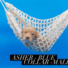 Asher - Apricot male Goldendoodle puppy in Norfolk, Virginia from 757 Doodles