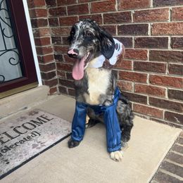Lapis - Merle Goldendoodle puppy in Charlotte, North Carolina from Ben and Jerry Doodles