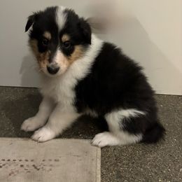 Olaf - Black white and tan male Collie puppy in Underwood, Indiana from Third Gen Collies