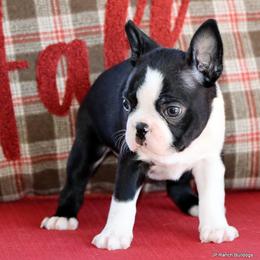 Elliot - Black and white male Boston Terrier puppy in Winnsboro, Texas from JP Ranch Bulldogs