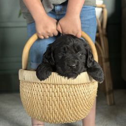 Pink puppy - Black Newfoundland puppy in Great Falls, Montana from True North Newfoundlands