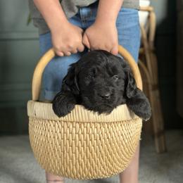 Pink puppy - Black Newfoundland puppy in Great Falls, Montana from True North Newfoundlands