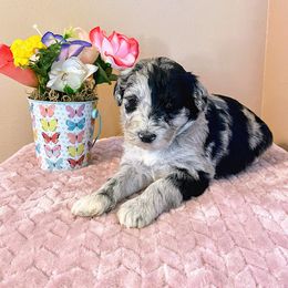 Aussiedoodle, Bernedoodle, and Poodle Puppies from Sis' Doodles & Poodles