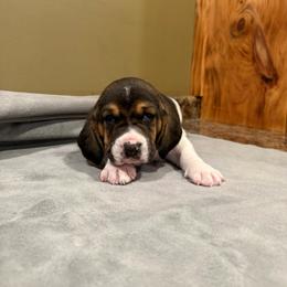 Blue Collar - Black brown and white male Basset Hound puppy in Republic, Missouri from Shauna Jones Family Basset Hounds