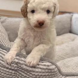 Cavalier King Charles Spaniel and Cavapoo Puppies from Waggin Tails
