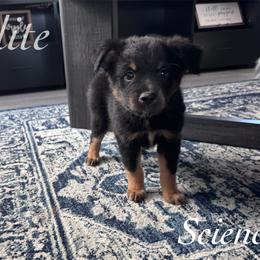 Science - Black tri male Miniature Australian Shepherd puppy in Corpus Christi, Texas from Elite Miniature Australian Shepherds