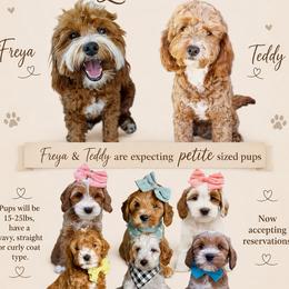 Goldendoodle puppies from Goldendoodle AZ