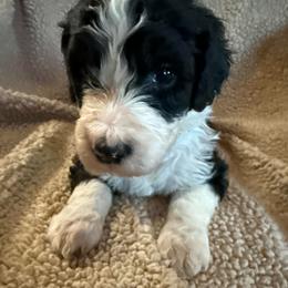Girl 1 white collar - Black and white female Sheepadoodle puppy in Eleva, Wisconsin from Molly’s Doodles
