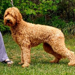 Spicey  - Labradoodle