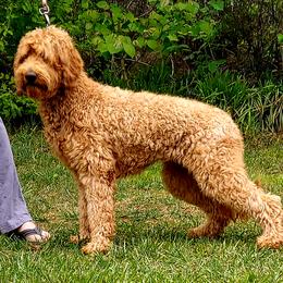 Spicey  - Labradoodle