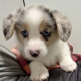 Ember - Blue merle and white female American Corgi puppy in Omaha, Arkansas from DnD Corgis