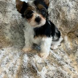 Girl 3 - Black tan and white female Biewer Terrier puppy in Chester, South Carolina from Classic Biewers