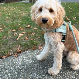 Goldendoodle Puppies from KZ Doodles