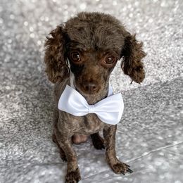 Phin - Poodle