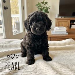 Pearl - Phantom female Goldendoodle puppy in Warrensburg, Missouri from Supreme Doodles