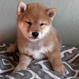 Haku - Red male Shiba Inu puppy in Winthrop, Minnesota from Kayobi Shibas