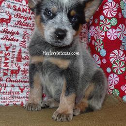 Australian Cattle Dog and Pembroke Welsh Corgi Puppies from Heelers in Texas