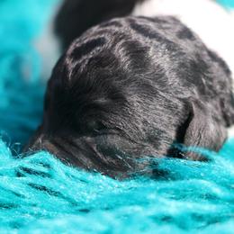 Hopper - Parti male Poodle puppy in Ephrata, Washington from NCR Ranch