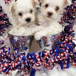 Havanese and Shih Tzu Puppies from Locust Creek Shih Tzu & Havanese