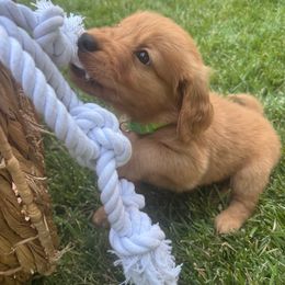 Lime Boy perfect combo of love and energy - Dark golden male Golden Retriever puppy in Aumsville, Oregon from Bigfoot Goldens AKC Registered Dark Red