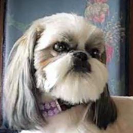 Emily - Shih Tzu