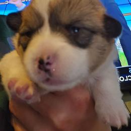 Jack - Red male Pembroke Welsh Corgi puppy in Walnut, Iowa from Michelle's House of Corgi's