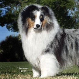 Shetland Sheepdogs from Jeri Wilson's Shetland Sheepdogs