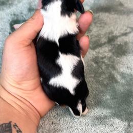 Lady - Black and tan female Cavalier King Charles Spaniel puppy in Bedias, Texas from JSK Aussie and Cavaliers