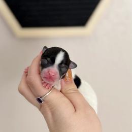 Clara - Merle female Chihuahua puppy in Harrison, Michigan from Cloud9 Chihuahuas