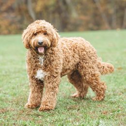 Ozzy - Goldendoodle