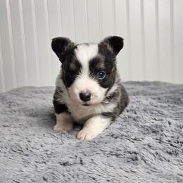 Dilute Girl - Gray and white female American Corgi puppy in Winston, Oregon from There and Back Again Corgis