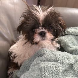 Cruz - Liver and white male Shih Tzu puppy in Covington, Georgia from Top Hats 2  Shih Tzu’s