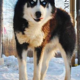 Siberian Husky Puppies from Xk siberians