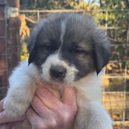Mac(Macaroni) - White and gray male Newfoundland puppy in Yreka, California from Lisa Kennedy