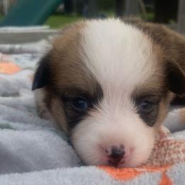 Pink - White and red female Pembroke Welsh Corgi puppy in Beulaville, North Carolina from Windy Acres Pembroke Welsh