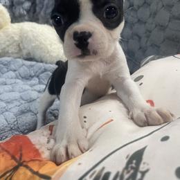 Lulu - Black and white female Boston Terrier puppy in Tampa, Florida from Bayshore Boston Terrier’s