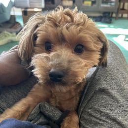 Papa - Yorkipoo
