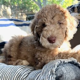 Cookie - Brown and white Sheepadoodle puppy in Austin, Texas from Darling Doodles
