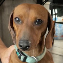 Walt - Dachshund